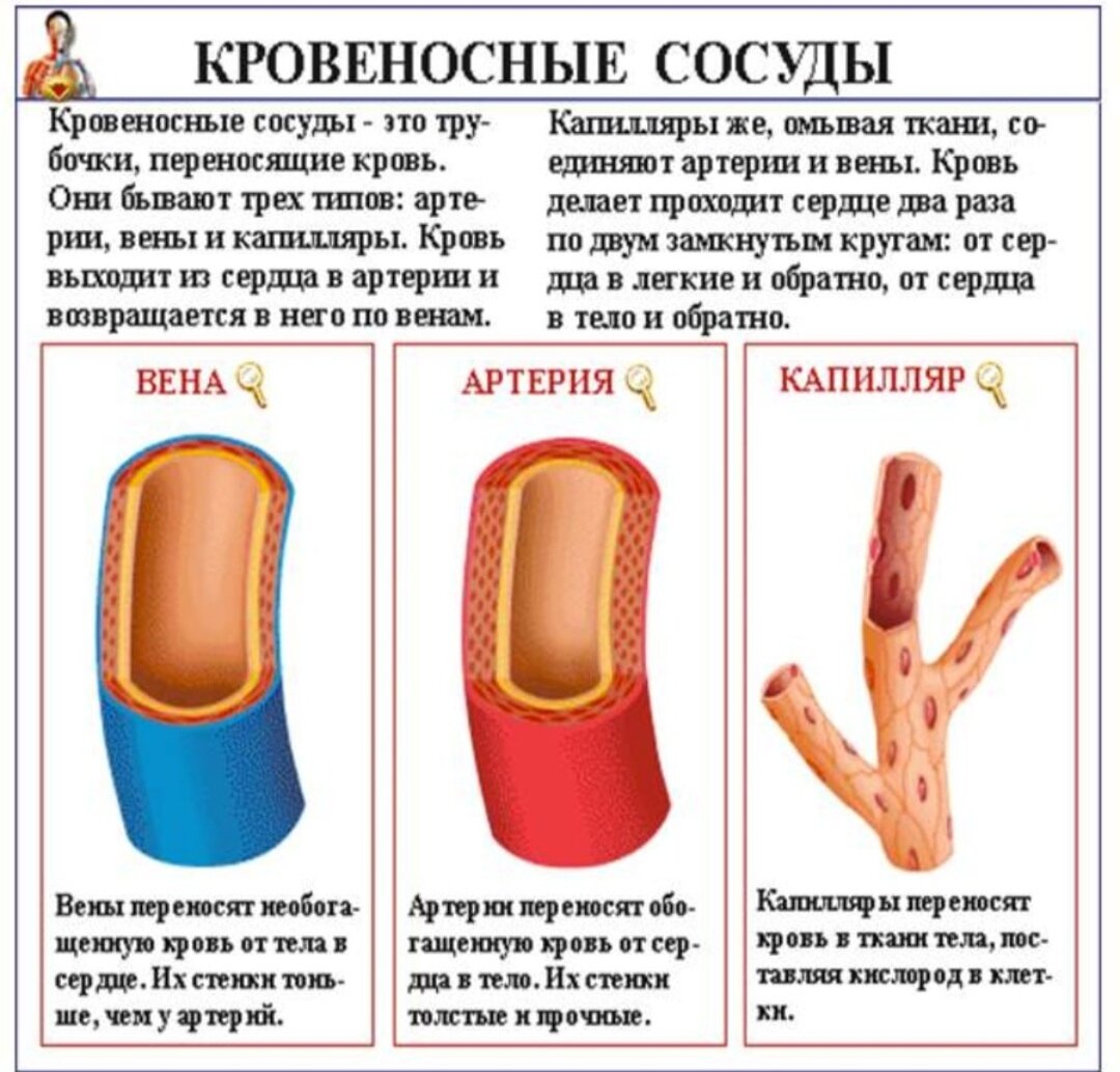 вена и артерия отличия на