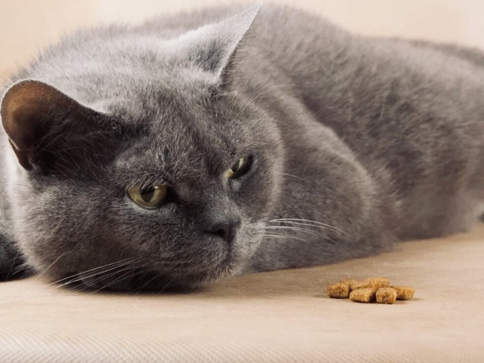  Иногда в жизни домашней кошки происходит что-то такое, из-за чего она отказывается от еды. Это не нормальное состояние для питомца, которое свидетельствует об определенных проблемах со здоровьем.