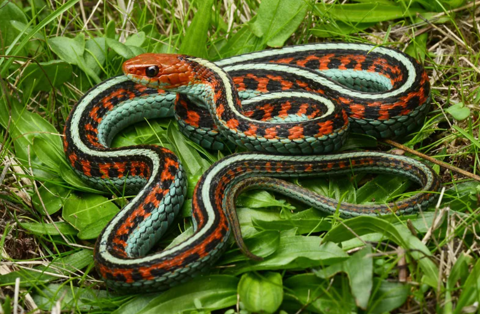 Калифорнийская Краснобокая подвязочная змея. Пестрая подвязочная змея. Мексиканская подвязочная змея. Калифорнийская подвязочная.