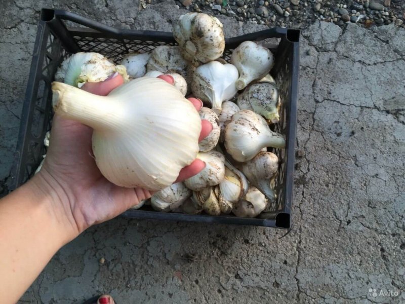 Кому не понравится такой урожай