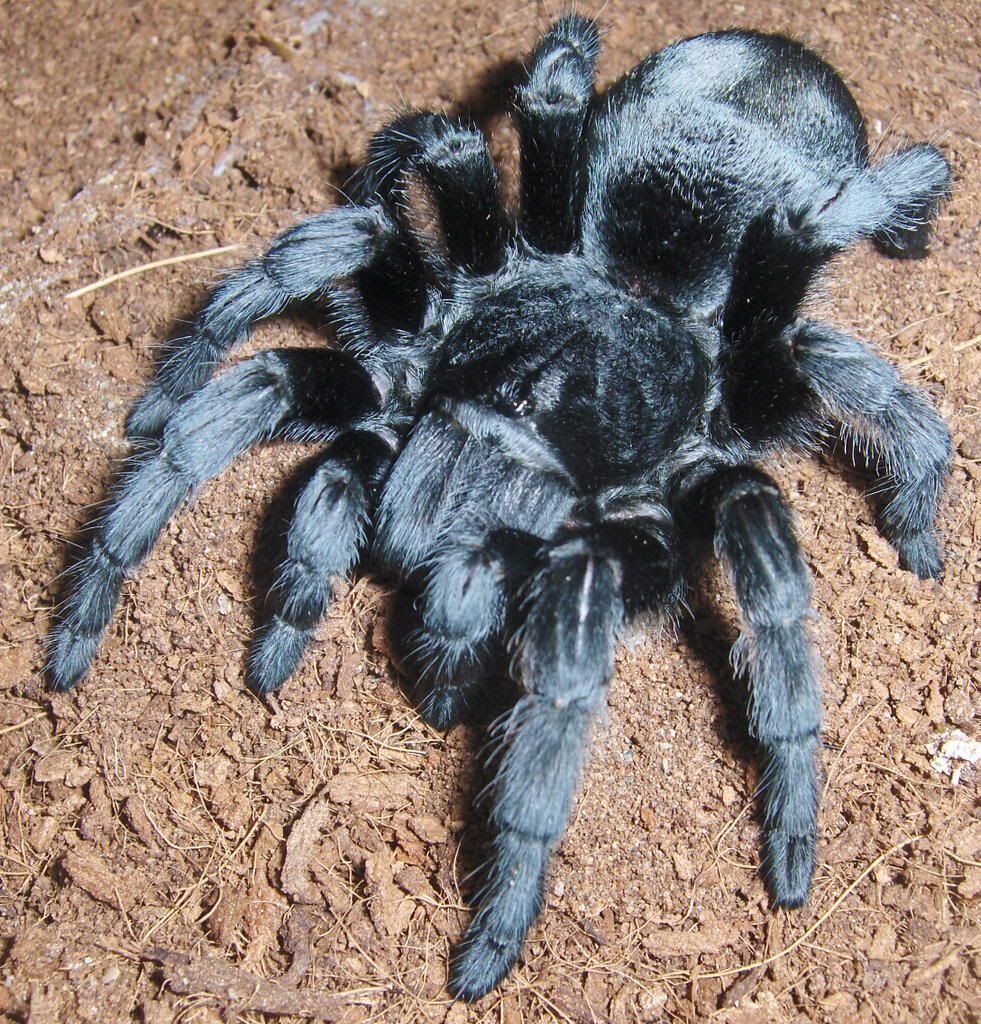 Grammostola pulchra