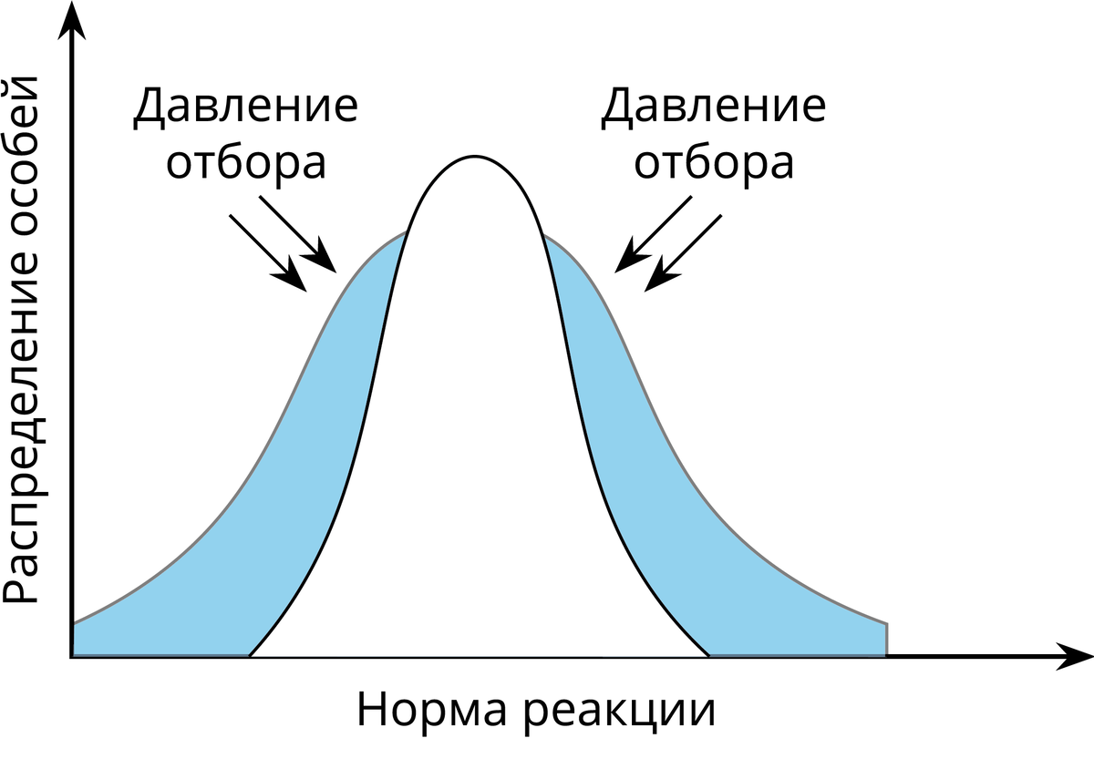 Стабилизирующий отбор картинки