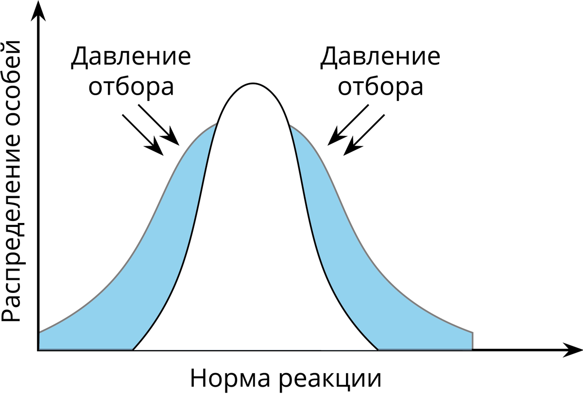 Направлен на сохранение особей со средними значениями признака диаграмма