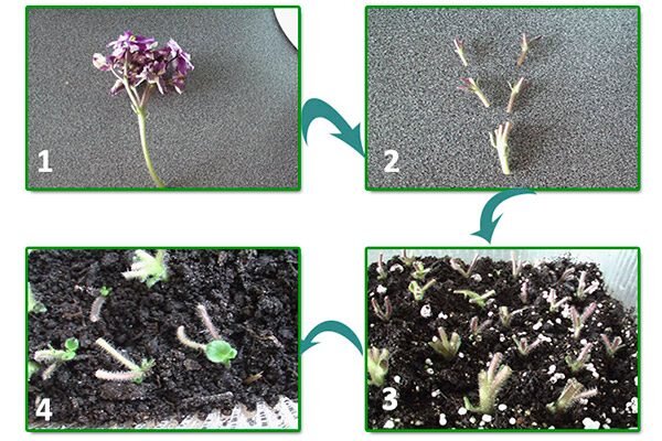 Размножение фиалок (сенполий) черенками