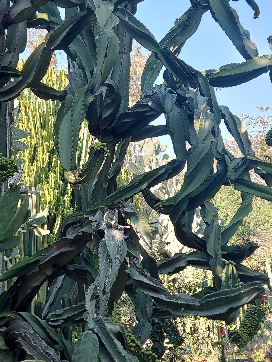 Моя боль, как этот искареженный кактус... Израиль парк" Утопие".