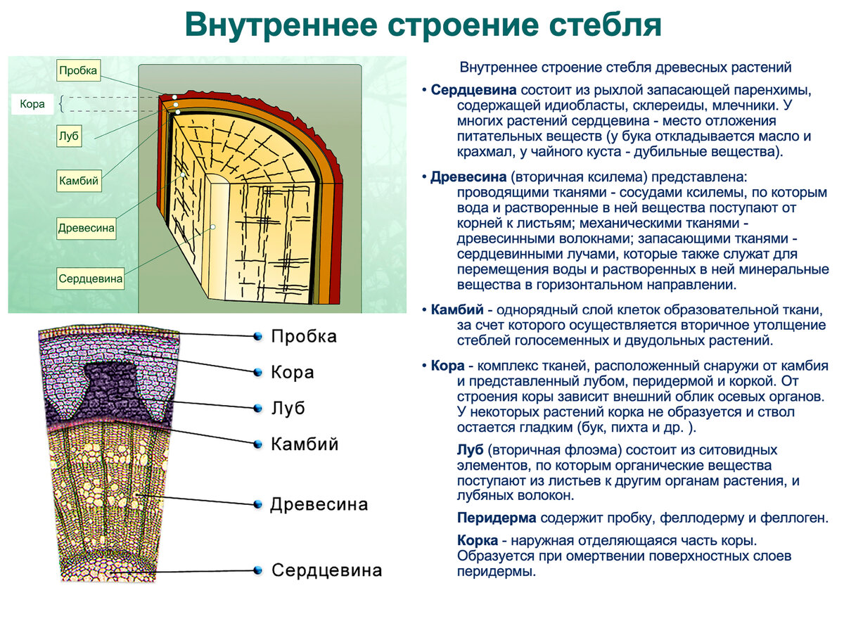 Ты готов к ЕГЭ по Биологии 2023?! Срочно учим БОТАНИКУ!!! |  Репетитор-профессионал Богунова В.Г. | Дзен