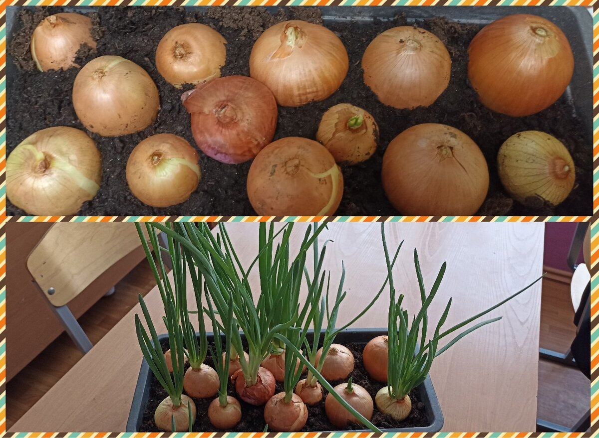 Из желтого лука вырос зеленый! Как такое возможно?