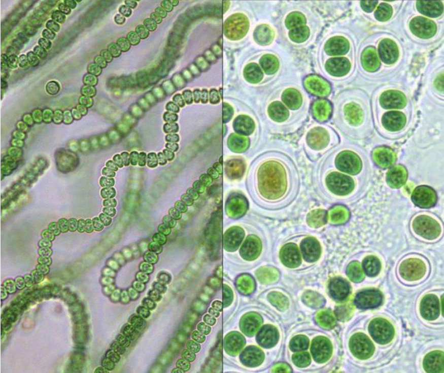 Клетки водорослей и цианобактерий. Синезеленые цианобактерии. Синезелёные водоросли цианобактерии. Плеврокапсовые цианобактерии. Одноклеточные цианобактерии.