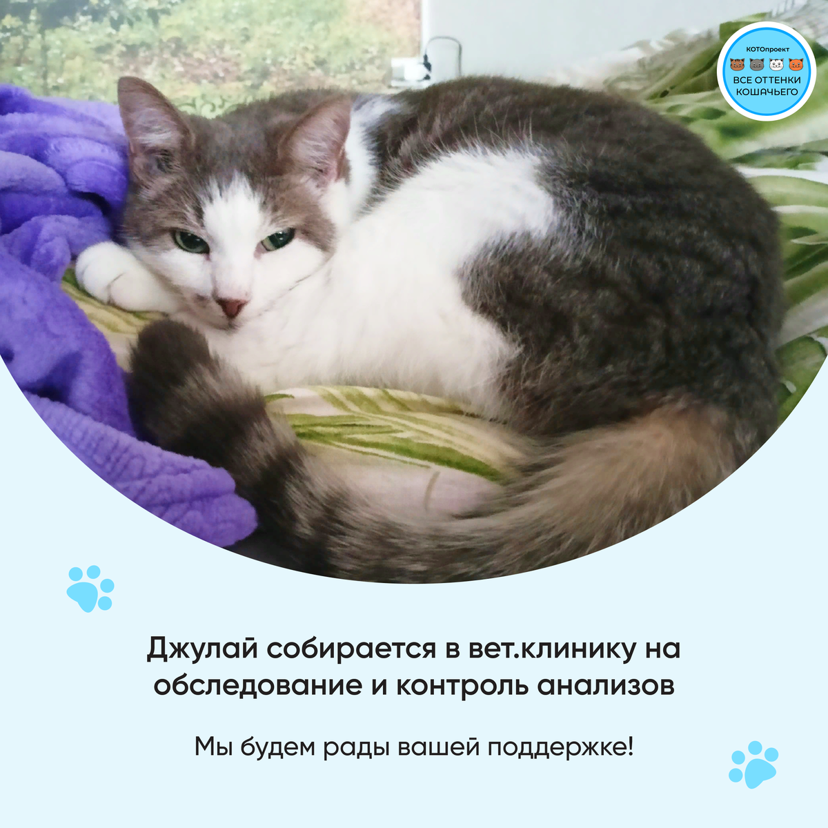 © ВСЕ ОТТЕНКИ КОШАЧЬЕГО 