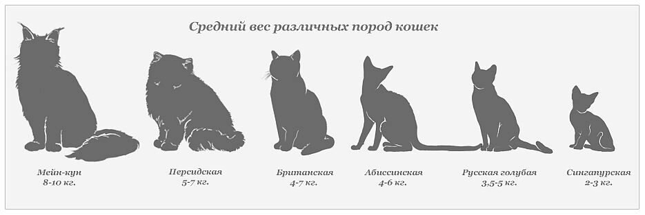 Как выглядят простые кошки