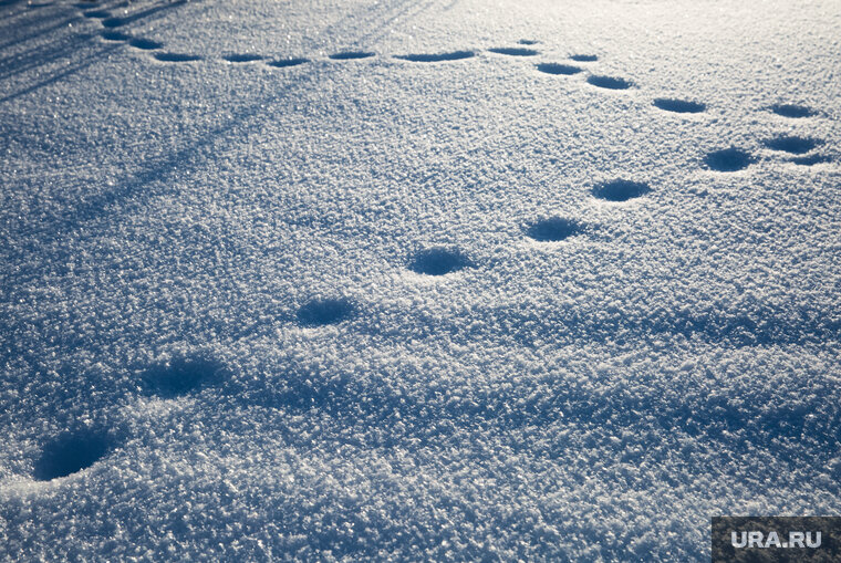    Жители Салехарда сфотографировали норку и предполагают, что она потерялась
