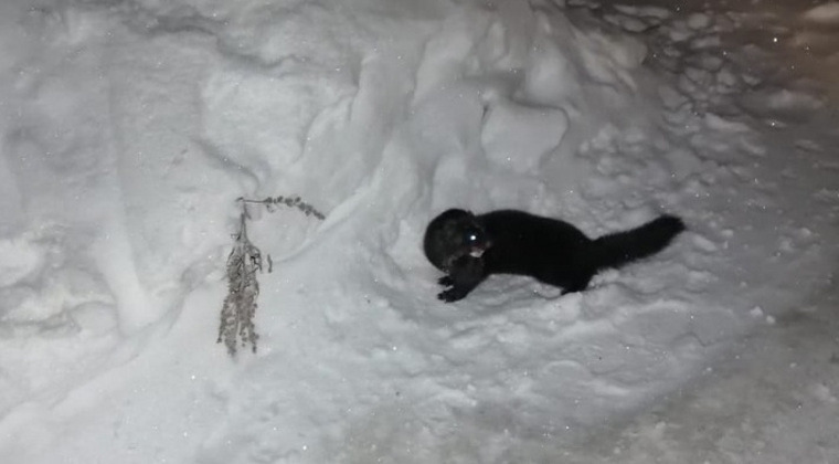    Норка на улице Салехарда