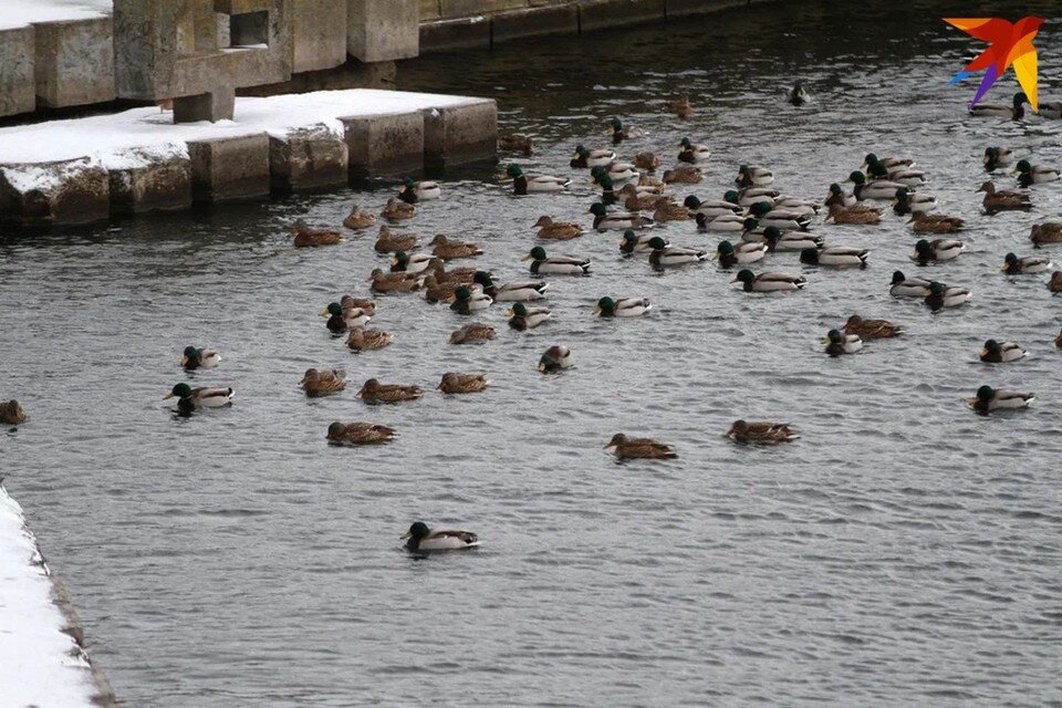     День Прохора Весновея отмечают 23 февраля - собрали запреты и приметы. Павел МАРТИНЧИК