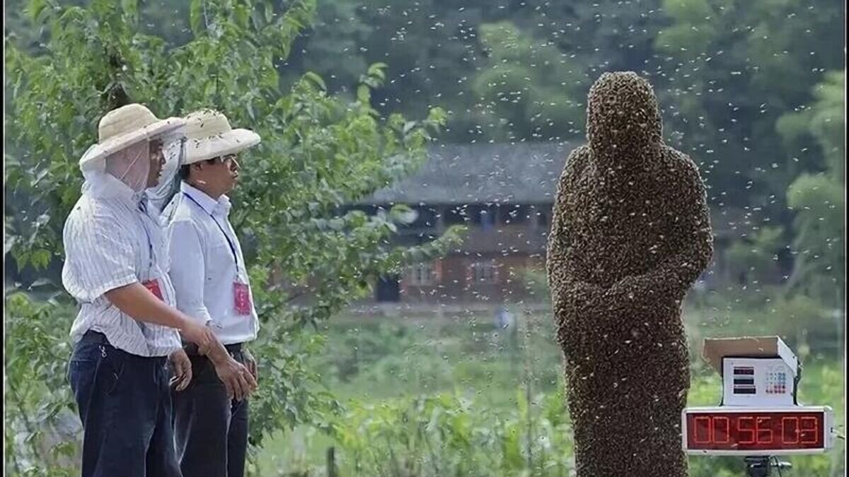    Пчелиный турнир в Китае© Фото : Социальные сети