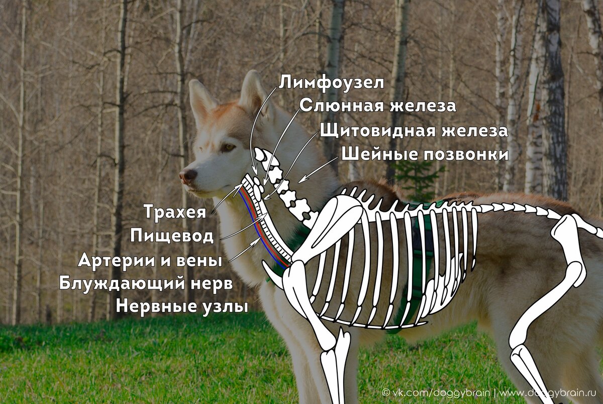 Схематичное изображение некоторых важных частей шеи собаки