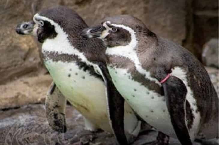    Фото Новосибирского зоопарка