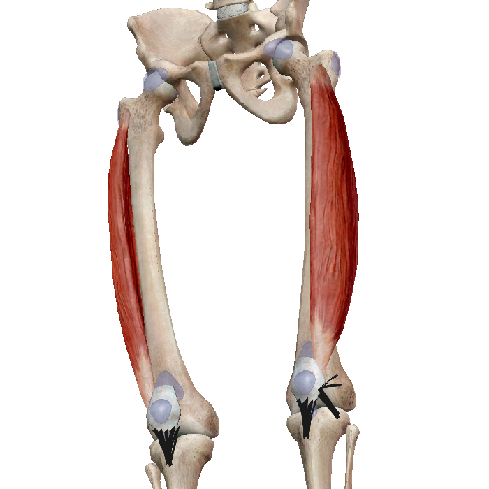 Vastus medialis