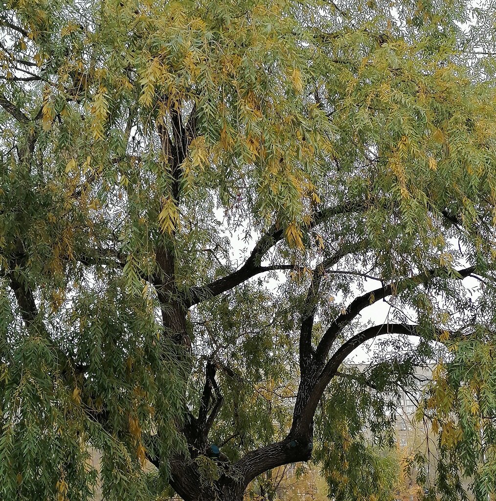 Фото автора: старая верба в городском парке, место встречи влюблённых