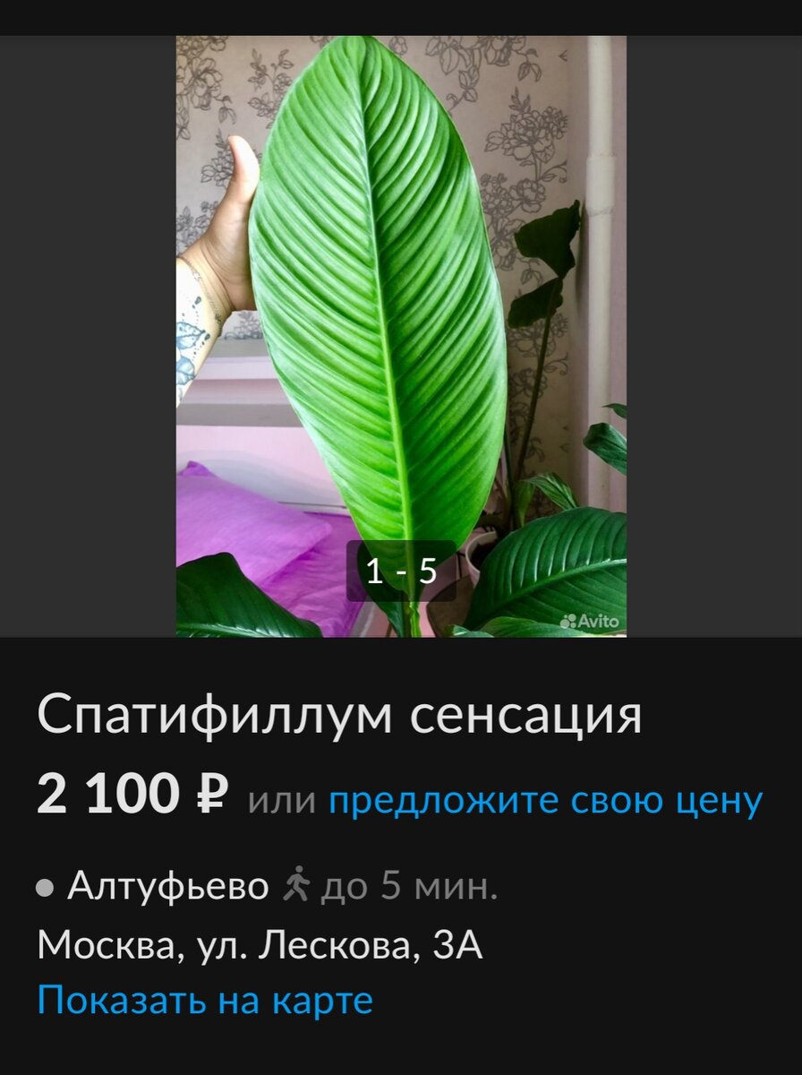 Новинки комнатных растений на Авито, способные поразить воображение ...