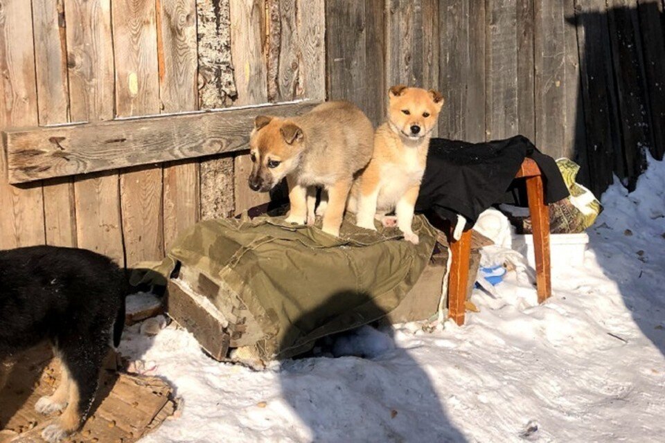     Окровавленное тело Гретты убирал дворник, щенков так и не нашли Фото: предоставлено редакции "КП" - Хабаровск"