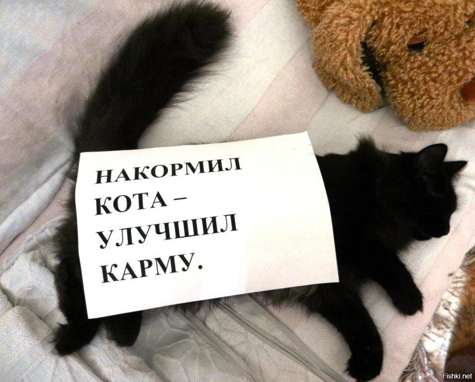 Картинка покорми кота