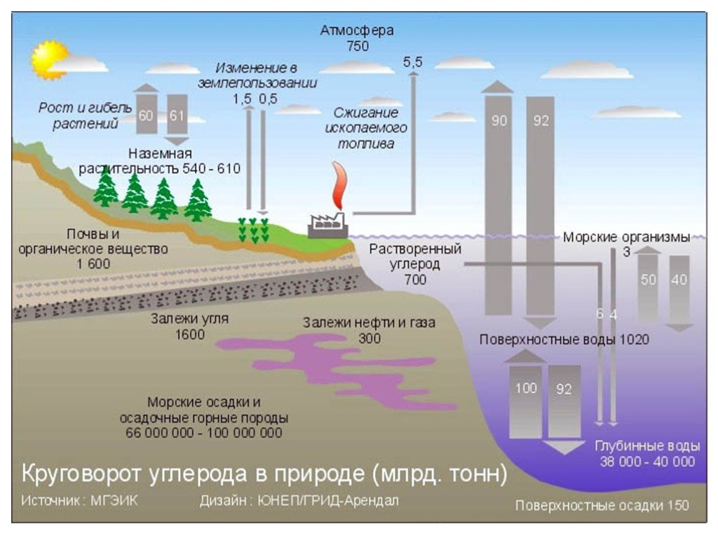 Вещество поглощающее воду. Круговорот углерода (по ф. Рамад, 1981). Круговорот углерода в атмосфере схема. Со2 круговорот углерода в природе. Круговорот химических элементов круговорот углерода.