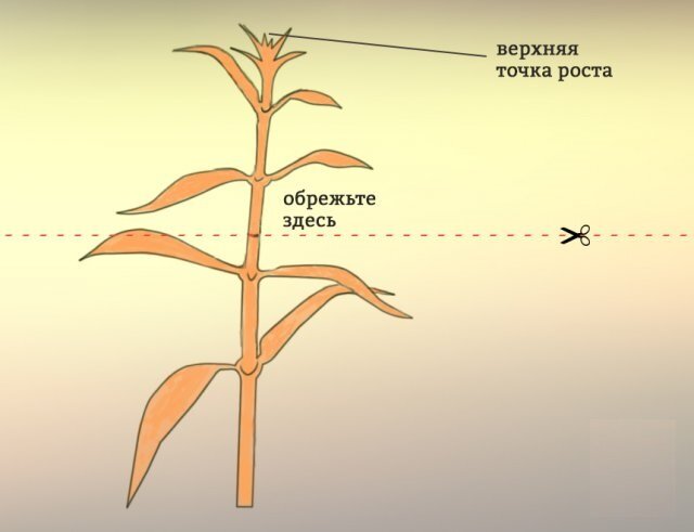 Тыква прищипывание побегов схема