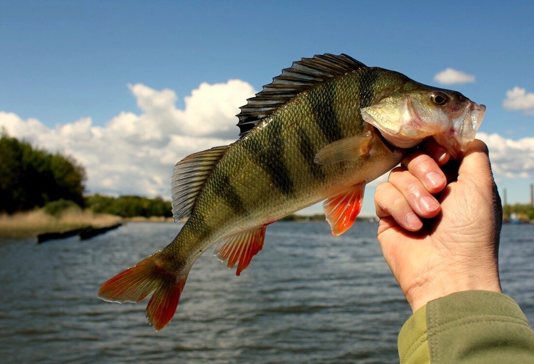 Утренний улов окуня