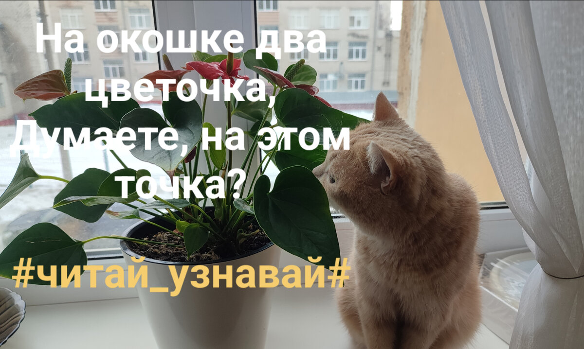 Сеня рифма. На окошке два цветочка Ноты