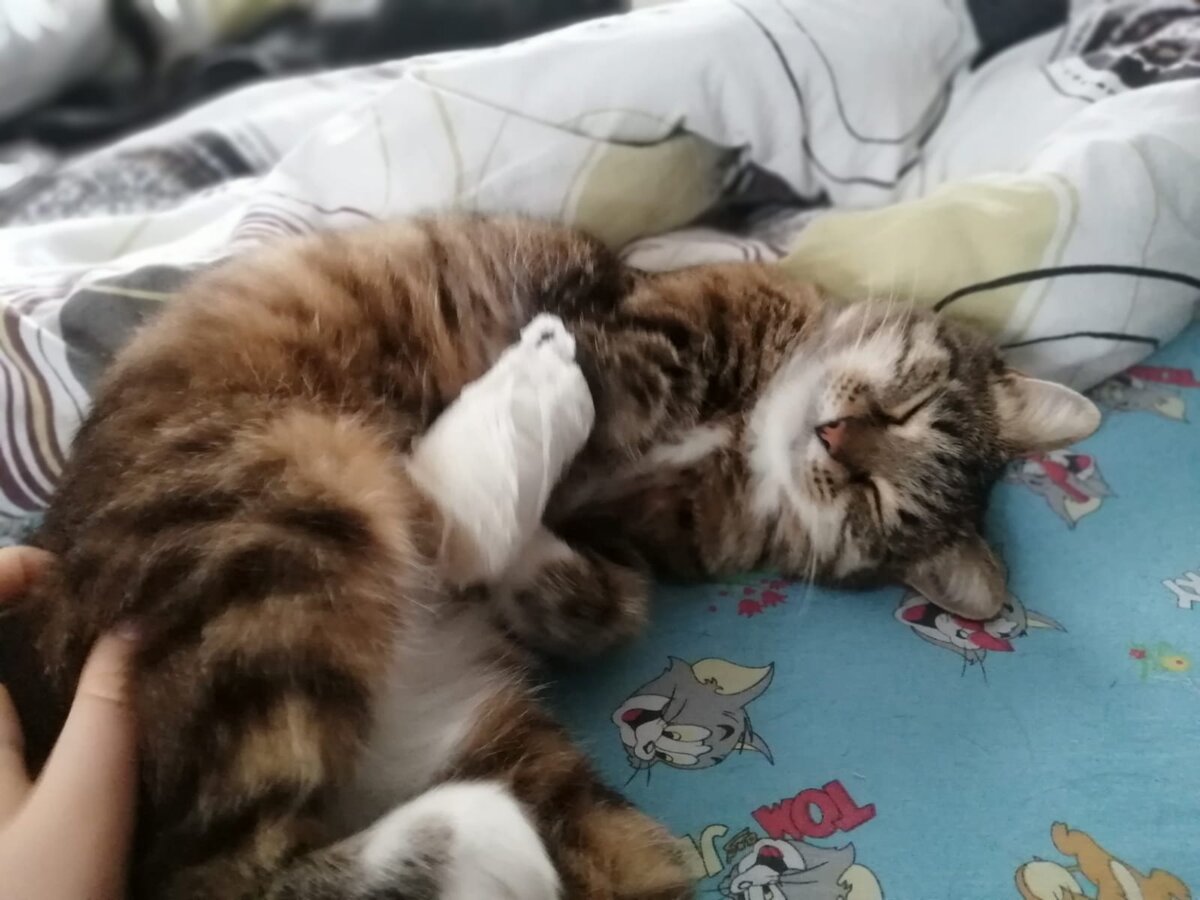 Мурка валяется