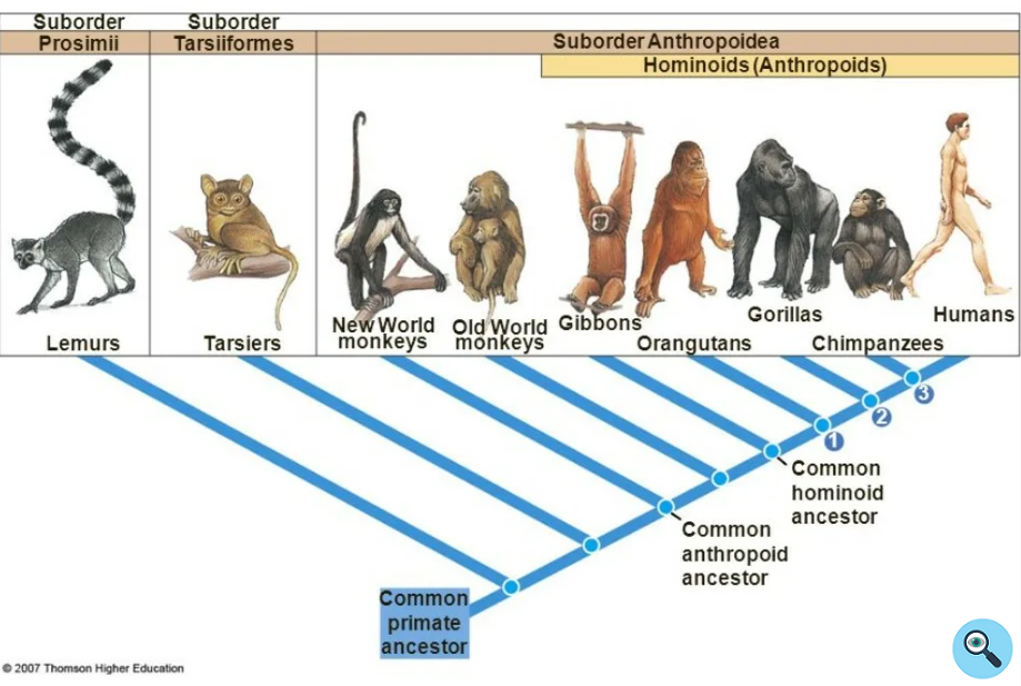 Схема появления человека