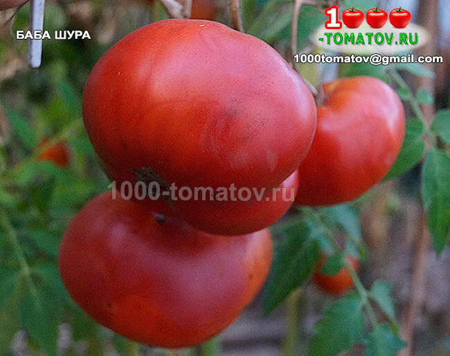 Томат Баба Шура фото 1