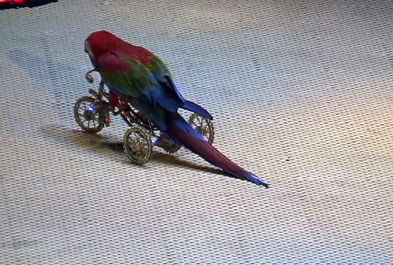 КороЛЕВство в цирке на Вернадского  📷
