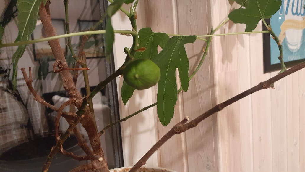 Плод на дереве инжира, который уже должен отдыхать.