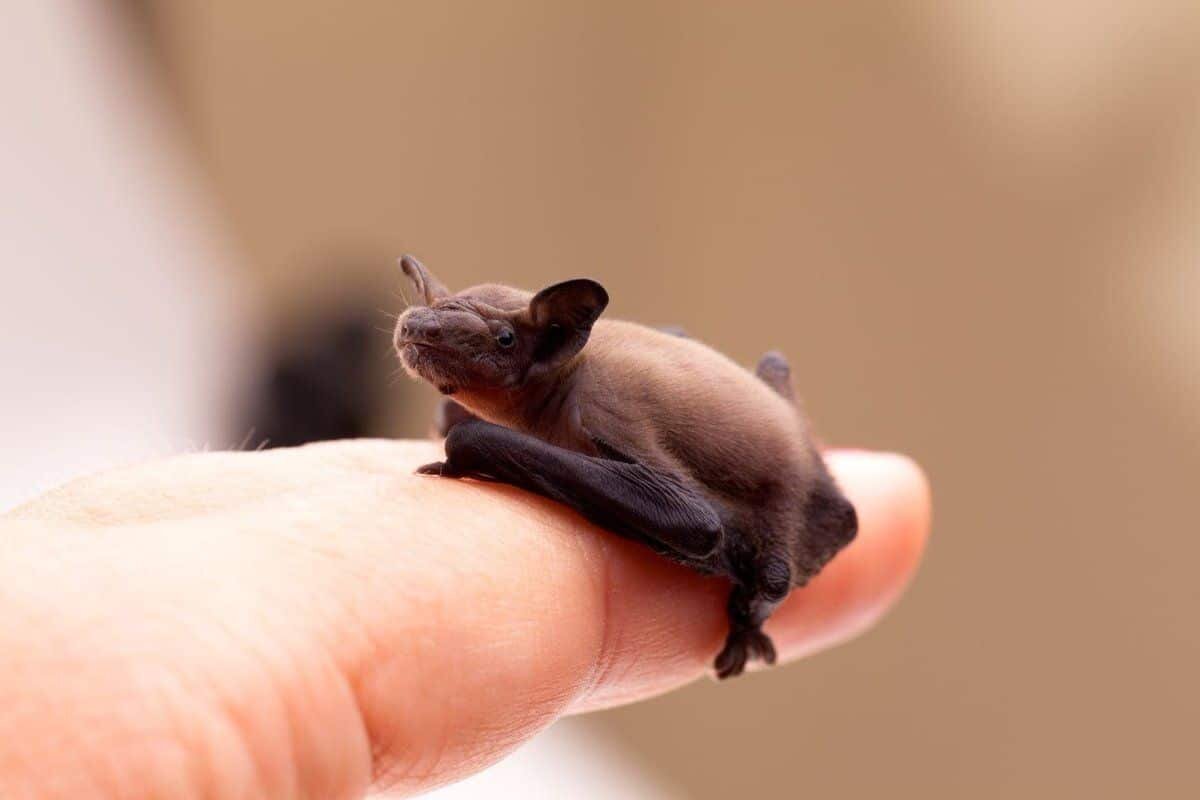 bumblebee bat