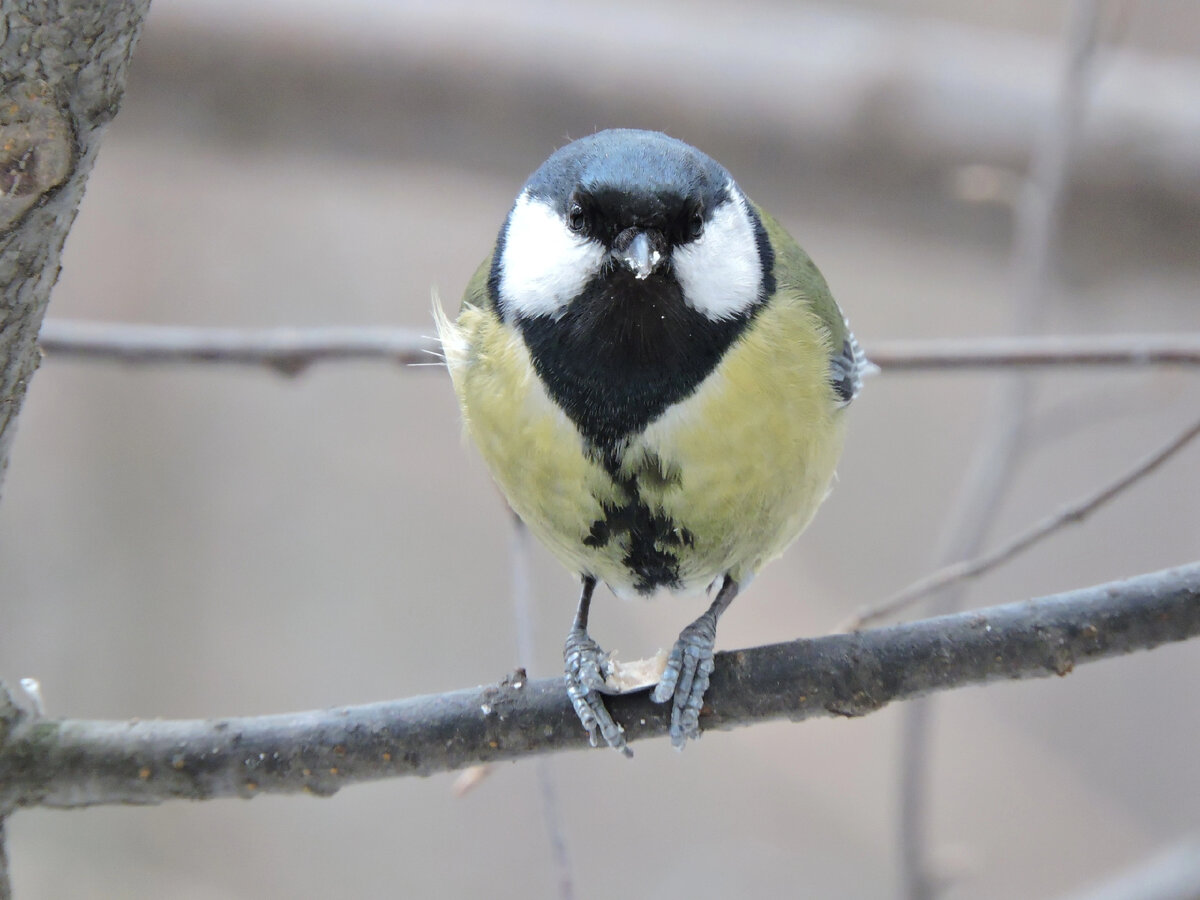 Большая синица и семечка