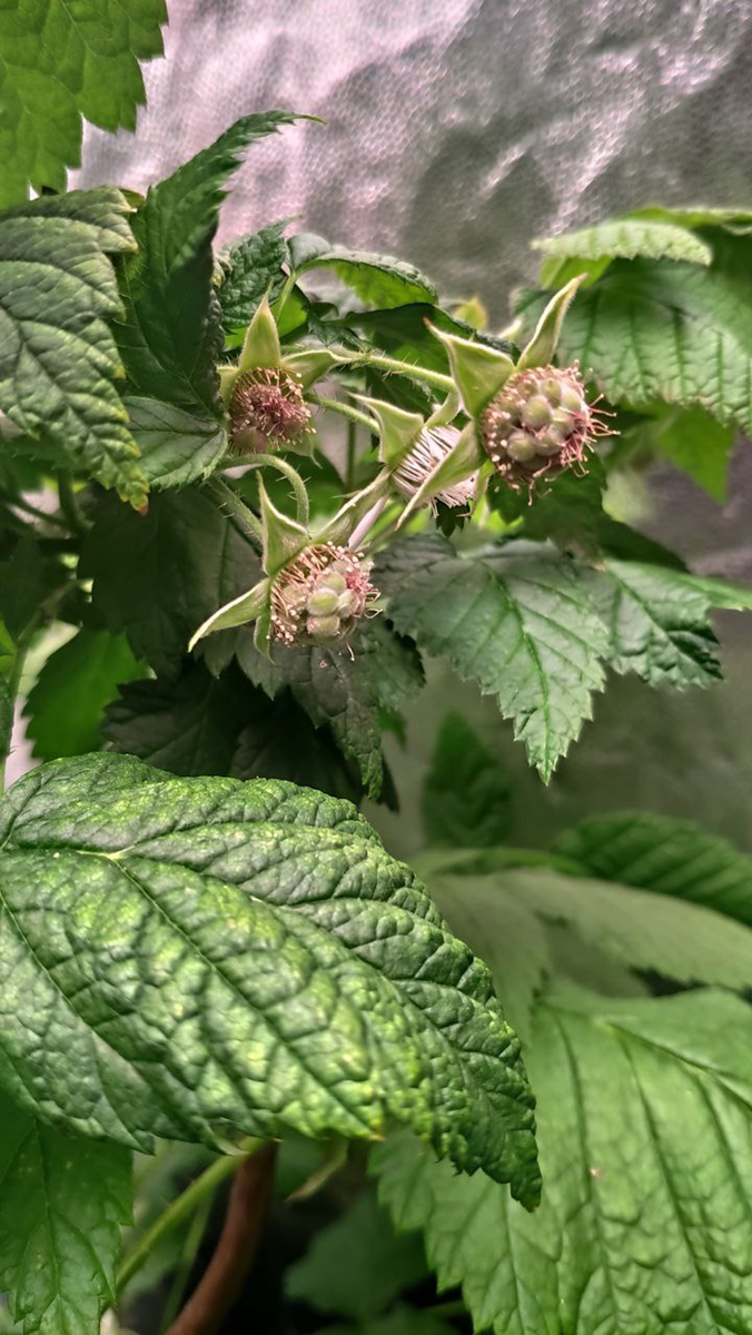 У нас тут малина цветёт в феврале😉 Еще осенью 2022 года мы купили саженцы малины и смородины.-11