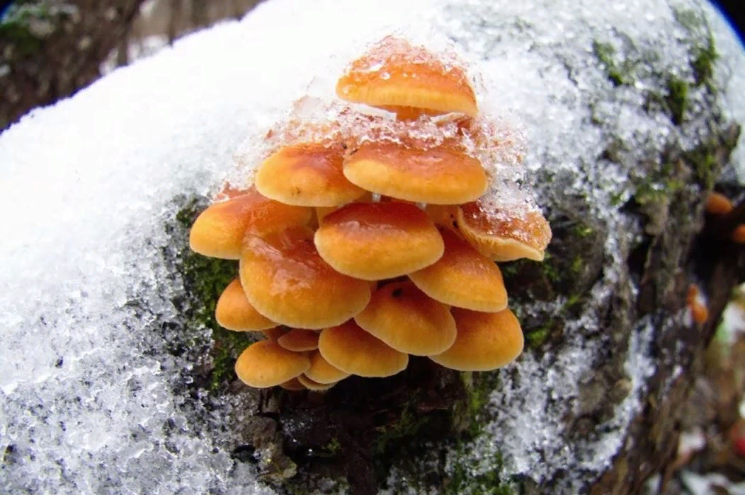 фламмулина бархатистоножковая. вешенки зимние опята. какие грибы собирают зимой. опёнок зимний. какие грибы собирают зимой.