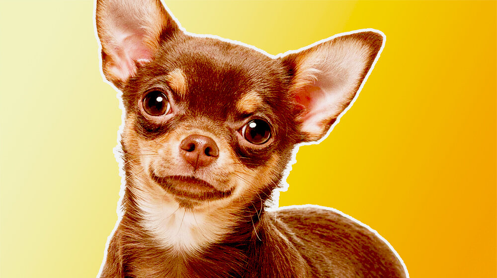 Чихуахуа