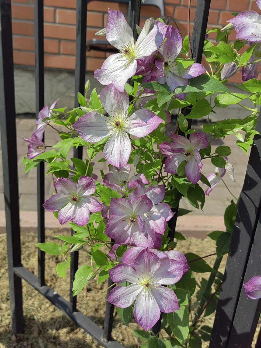 Клематис гибридный Тирислунд (Clematis hybriden Thyrislund) купить в спб лисий н