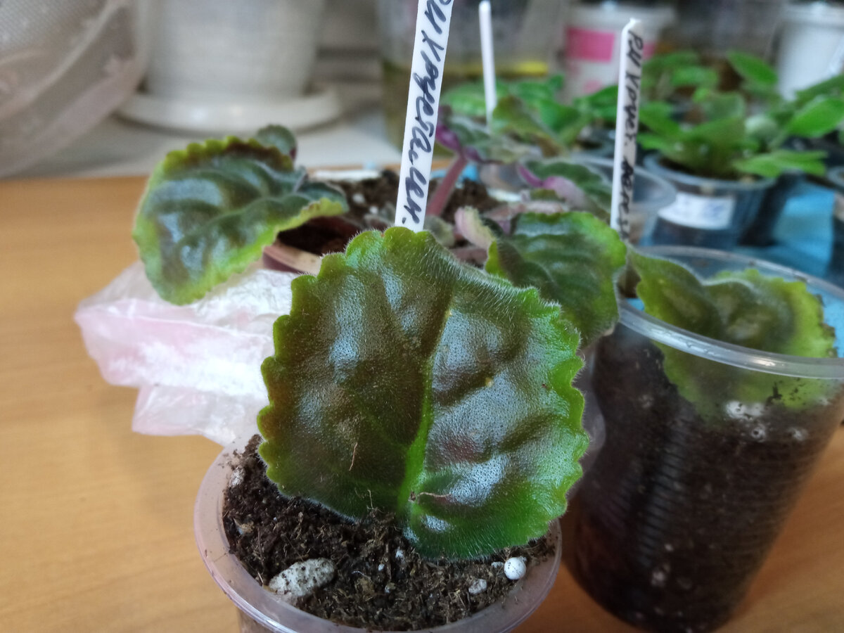 Малая часть листовых черенков от одной розетки, получилось 9 стаканчиков + стаканчик с пасынком