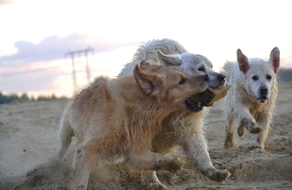 Собачьи игры.