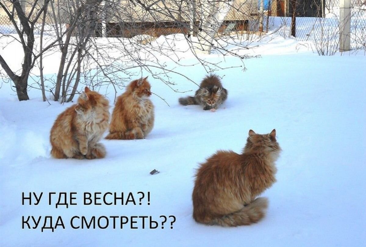 Кот ждет весну. Перезимуем весну.