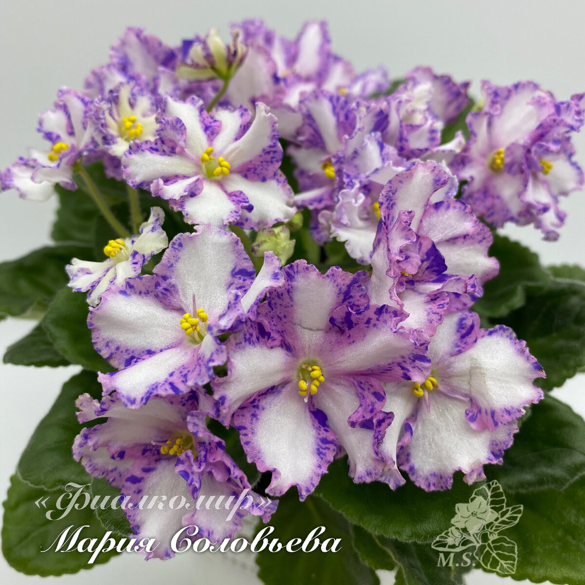 Фиалка Химера Myrte