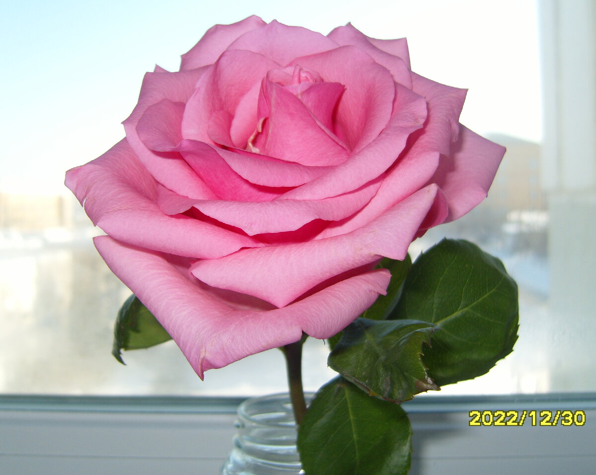 Роза из цветочного магазина в банке с водой через два дня