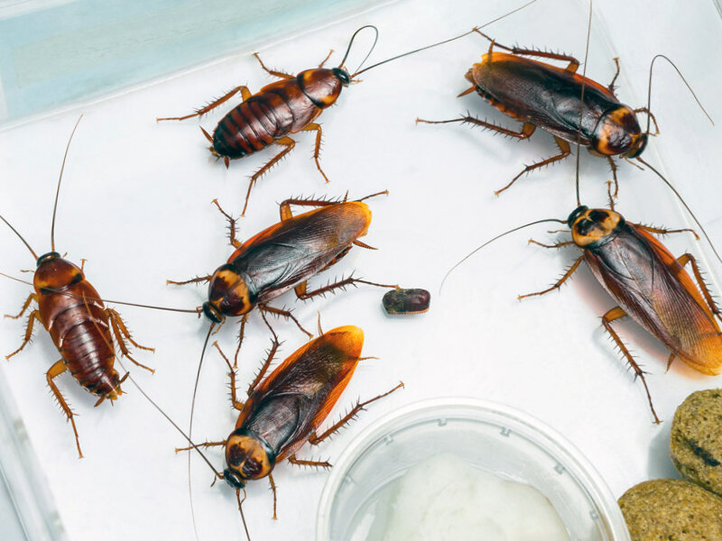 Источник фото: https://stop-insect.ru