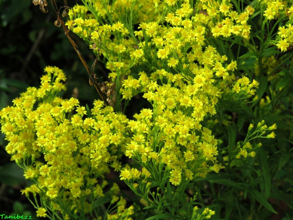 Соледастер жёлтый "Лемор" / Solidaster luteus "Lemore"