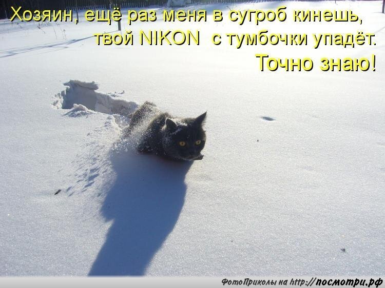 Пришел кот и не уходит. Приколы про март. Кот в сугробе.