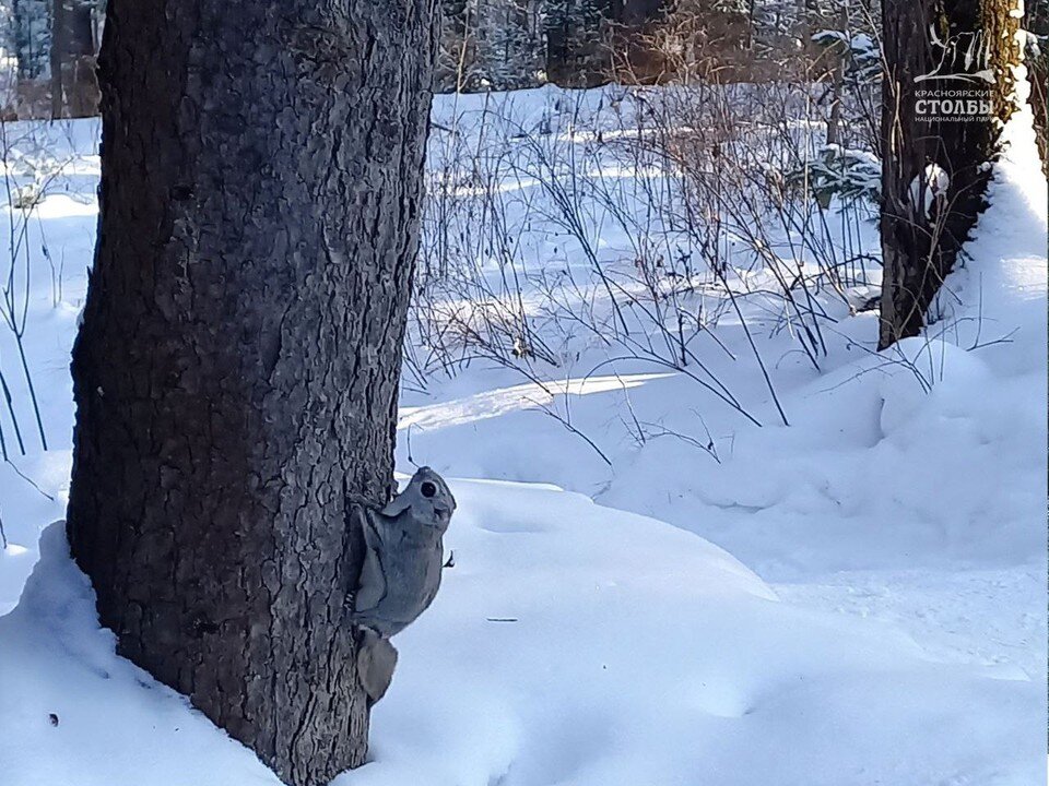     Фото: Светланы Бычек и Никиты Яблокова/vk.com/npkrasstolby