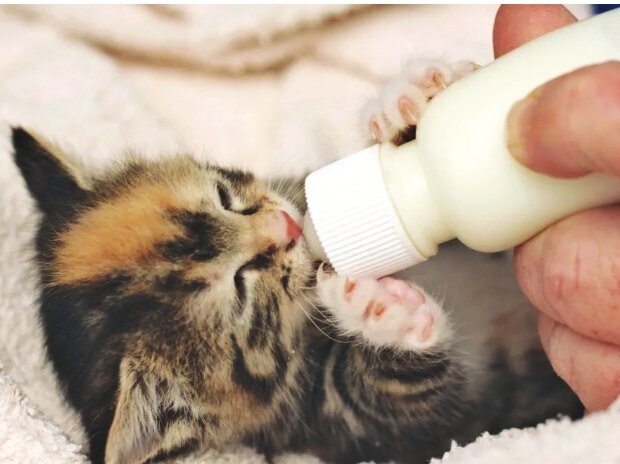  Для того, чтобы котенок рос здоровым ему просто необходимо материнское молоко в первые дни жизни. Ведь именно с этим питанием он получает нужные антитела ко многим смертельно опасным вирусам.